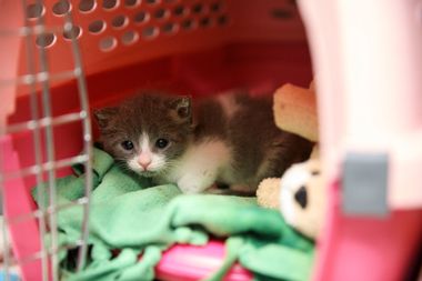 Kitten in shelter