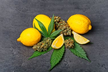 Cannabis buds and leaves with lemon
