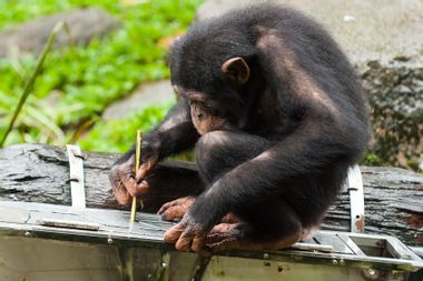A chimpanzee (pan troglodytes) uses tools to get fruit from a box