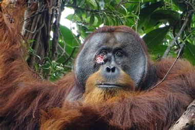 Injured male orangutan