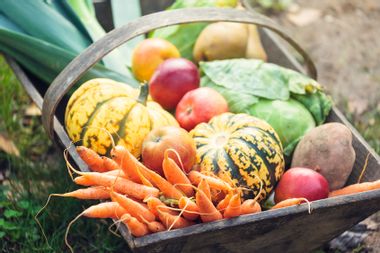 Basket of fresh organic vegetables