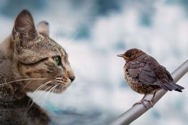 Cat watching a small bird