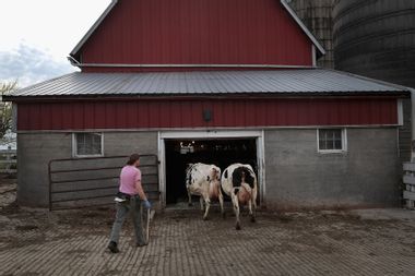 Cows dairy farm