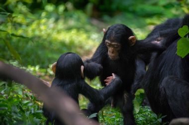 Budongo Conservation Field Station Chimpanzees