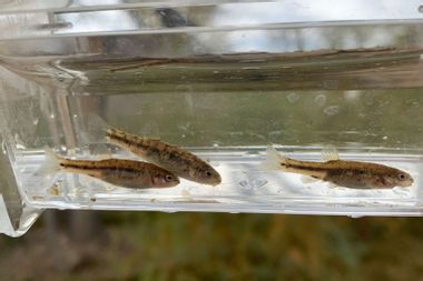 Oasis Valley speckled dace 