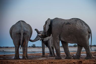 Two young male elephants greet the dominant male who invites younger males to accompany and leave with him.