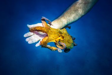 Octopus with diver's hand underwater