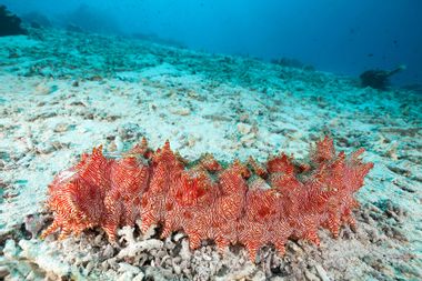 Sea Cucumber