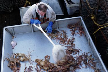 Fisherman sorting Snow Crabs