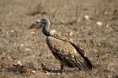 Indian Long-billed Vulture