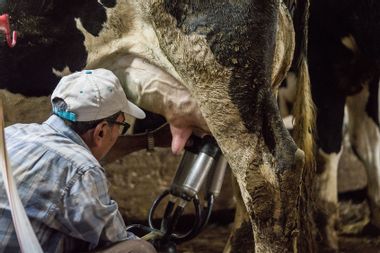 Man milking a cow