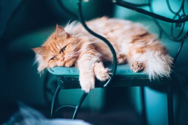 Melancholic long-hair cat lying