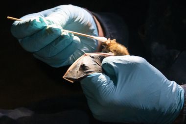 Image for Bat deaths linked to rise in infant deaths thanks to pesticide overuse