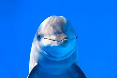 Dolphin