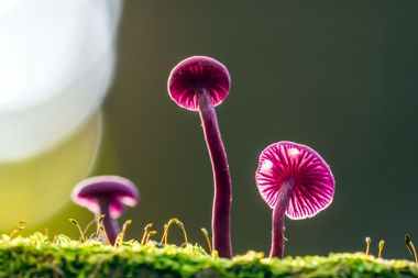 Amethyst Deceiver Mushrooms