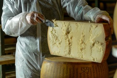 Cheese dairy master cutting a parmesan cheese wheel