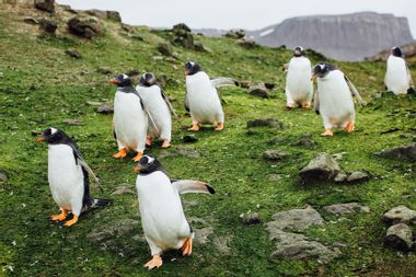 Gentoo penguins walking on grass