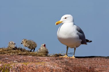 Seagull