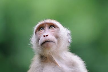 Wildlife Monkey Portrait