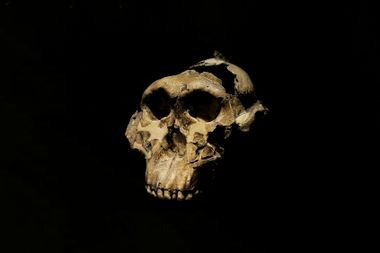 Paranthropus boisei reproduction of an adult skull