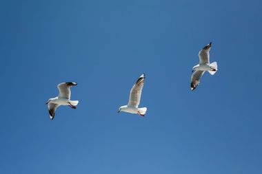 Seagulls Flying