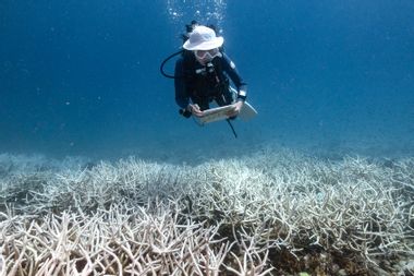 surveying bleached coral Thailand
