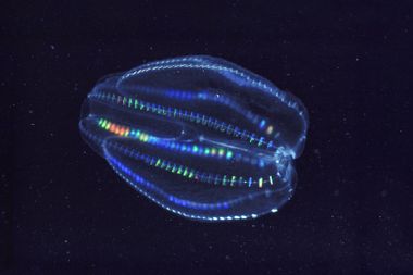 Warty Comb jellyfish Mnemiopsis leidyi