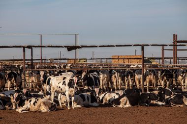 Livestock cows calves California