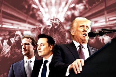 Donald Trump, Elon Musk, Mark Zuckerberg and chickens