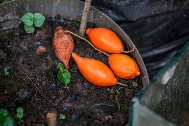 Iboga tree fruit