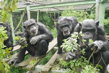 Four male chimpanzees at the Kumamoto Sanctuary