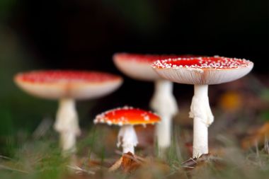 Fly agaric (Amanita muscaria)