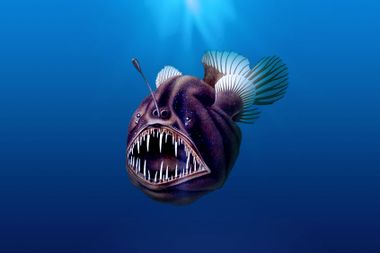 Humpback anglerfish, illustration