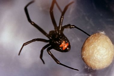 Image for Who's the real invasive species: us or them? Ecologists are rethinking urban biodiversity
