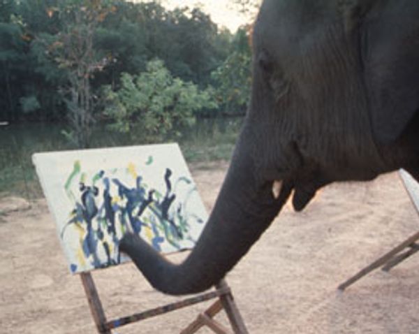 Why do elephants paint? | Salon.com