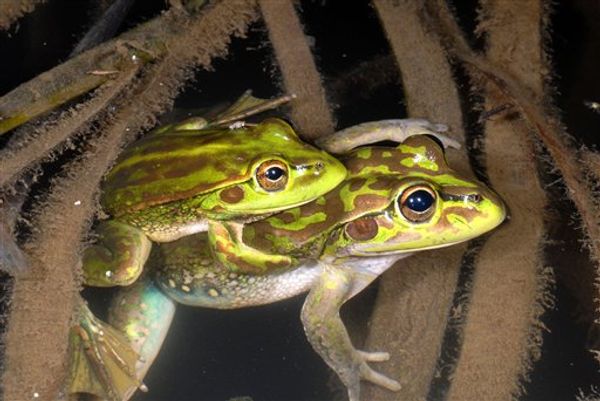 Extinct Frog Found After 30 Years