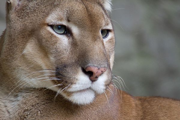 Federal researchers declare eastern cougar extinct | Salon.com