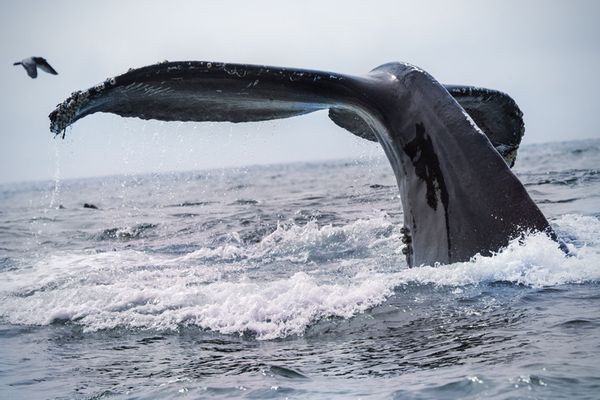 Devastating report finds humans killed almost 3 million whales last ...