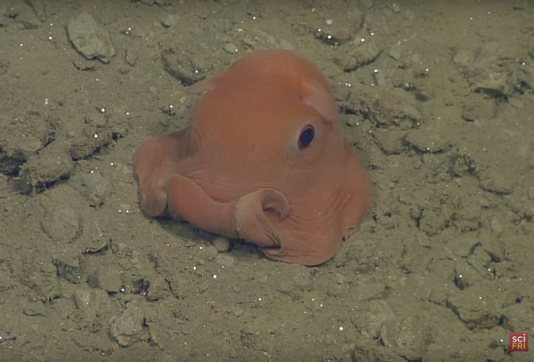 tiny odell octopus