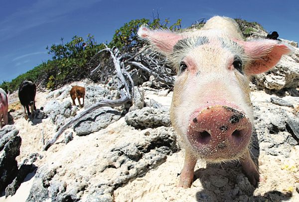 How the famous swimming pigs of the Bahamas came to be | Salon.com