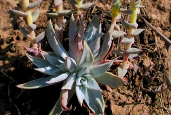 Dudleya Verityi