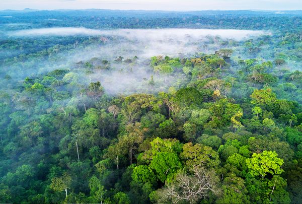 Thanks to humanity, the Brazilian Amazon is now releasing more carbon ...