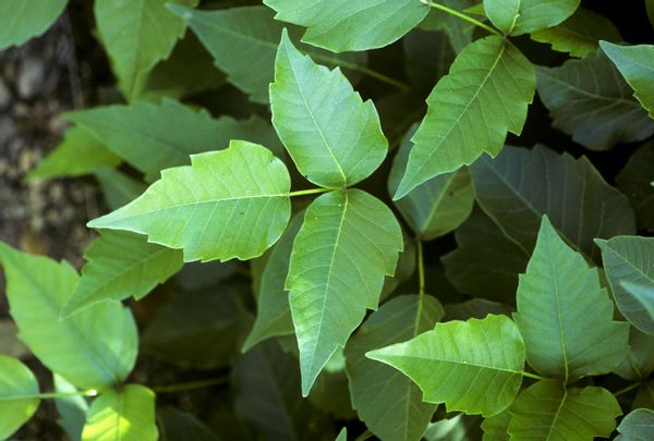 Climate change is making poison ivy stronger and itchier | Salon.com