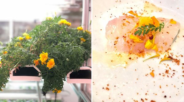 How To Establish Taste With Edible Flowers And Herbs