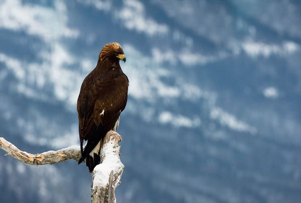 A philosopher of science explains how birds perceive time and space ...