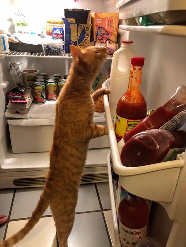 Runty examining the fridge in Wisconsin