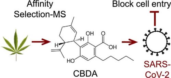 Hình minh họa cho thấy cannabinoids có thể ngăn chặn sự xâm nhập của SARS-CoV-2 từ tế bào người như thế nào.