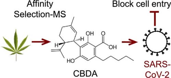 An illustration showing how cannabinoids can block the entry of SARS-CoV-2 from human cells.