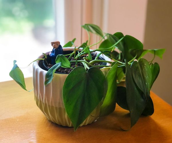 ET figurine holding the beer, hanging out in a houseplant