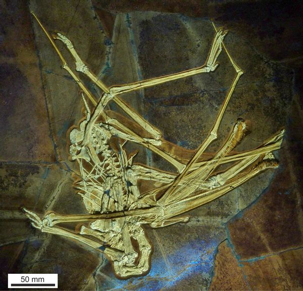 The bones of Balaenognathus maeuseri